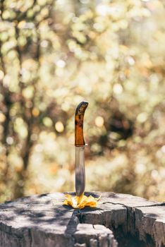 Knife stabbed in the yellow leaves and old stump in the autumn forest