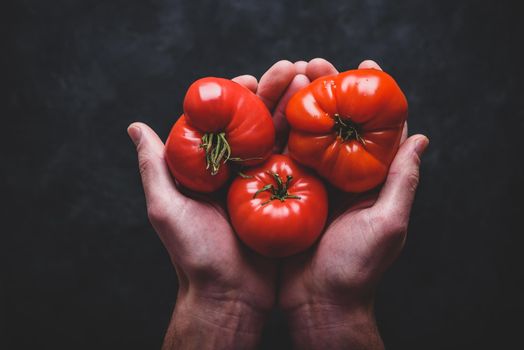 Hands holding fresh red tomatoes. View from above