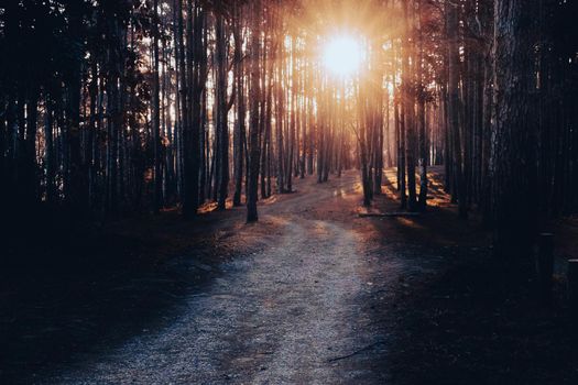 Beautiful winter view of a pine forest in asian with the sunlight shines through the pine branches down. The sunlight shines through woods in the forest landscape.