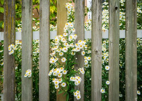 Wooden fence with the planks placed vertically and many white and yellow daisies sticking out between the wood.