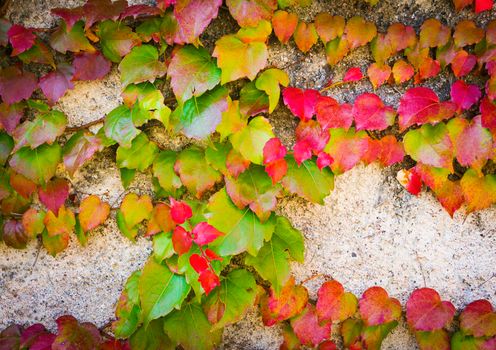 Exterior wall of a house with climbing ivy with multicolored leaves in autumn, green, yellow and red.