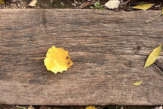 Fallen tree leaf on old wooden board, autumn, sand, texture, zenithal view