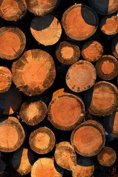 Firewood for heating. Wooden logs in the forest in winter at sunset.