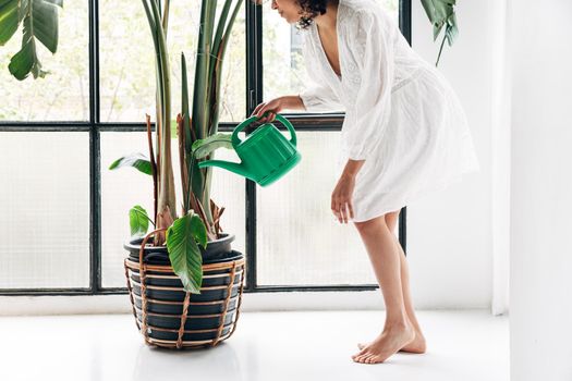 Unrecognizable young multiracial woman watering large houseplant at home. Lifestyle concept.