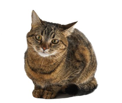 The cat is isolated on a white background. A young tortoiseshell cat is sitting. Ginger striped pet. Short-haired cat of the European breed. The usual simple