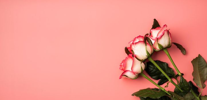 Valentines Day concept. Pink roses on solid pink background with copy space. Banner