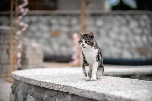 beautiful gray cat sitting on the sidewalk in soft focus.