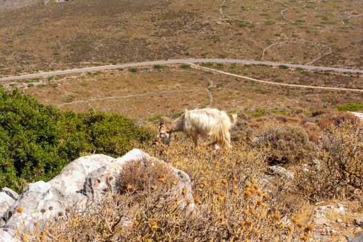Mountain goat on a rocky landscape in Kythira island, Attica Greece.