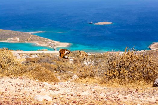 Mountain goat on a rocky landscape overlooking Diakofti port in Kythira island, Attica Greece.