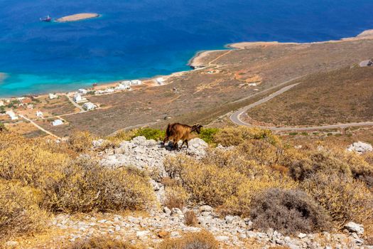 Mountain goat on a rocky landscape overlooking Diakofti port in Kythira island, Attica Greece.