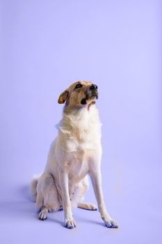 Pet care, pet portraits. Trendy color of 2022 Very peri. Portrait of cute adorable mixed breed shepherd dog isolated on toned purple background