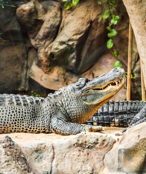 Crocodile lying at the zoo. Big alligator