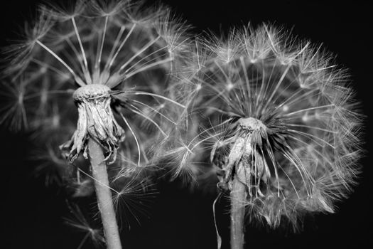 Two dandelions in black and white on a black background. Close up of  seeds on heads of dandelions.