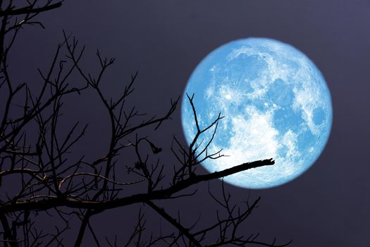 Super blue moon and silhouette branch tree in the night sky, Elements of this image furnished by NASA