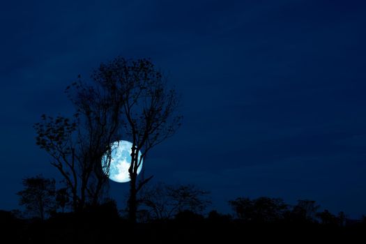 Full Crow Moon and silhouette tree in the field and night sky, Elements of this image furnished by NASA