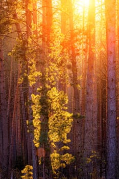 Sunbeams illuminating the trunks of pine trees at sunset or sunrise in an autumn or early winter pine forest.