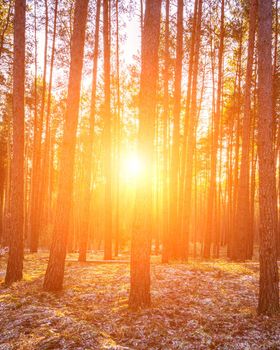 Sunbeams illuminating the trunks of pine trees at sunset or sunrise in an autumn or early winter pine forest.