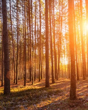Sunbeams illuminating the trunks of pine trees at sunset or sunrise in an autumn or early winter pine forest.