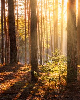 Sunbeams illuminating the trunks of pine trees at sunset or sunrise in an autumn or early winter pine forest.