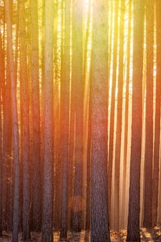 Sunbeams illuminating the trunks of pine trees at sunset or sunrise in an autumn or early winter pine forest.