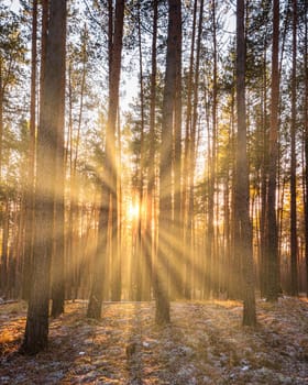 Sunbeams illuminating the trunks of pine trees at sunset or sunrise in an autumn or early winter pine forest.