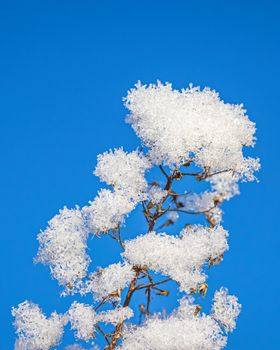 Dried flowers covered with snow and frost against a blue sky on a sunny day in winter.