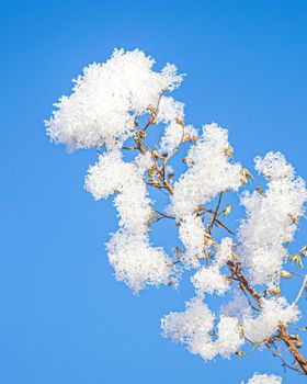 Dried flowers covered with snow and frost against a blue sky on a sunny day in winter.