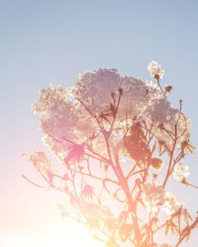 Dried flowers covered with snow and frost and illuminated by the sun at sunrise or sunset in winter.