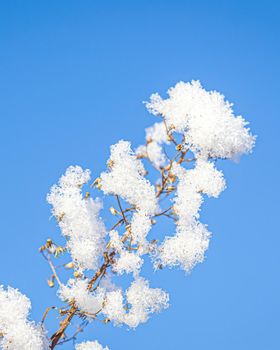 Dried flowers covered with snow and frost against a blue sky on a sunny day in winter.