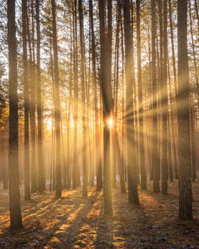 Sunbeams illuminating the trunks of pine trees at sunset or sunrise in an autumn or early winter pine forest.