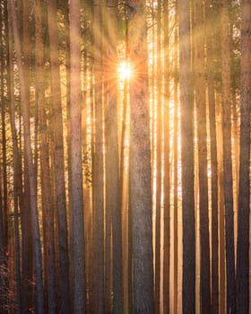 Sunbeams illuminating the trunks of pine trees at sunset or sunrise in an autumn or early winter pine forest.