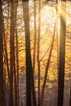 Sunbeams illuminating the trunks of pine trees at sunset or sunrise in an autumn or early winter pine forest.