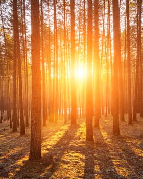 Sunbeams illuminating the trunks of pine trees at sunset or sunrise in an autumn or early winter pine forest.