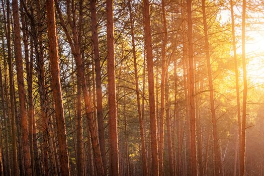 Sunbeams illuminating the trunks of pine trees at sunset or sunrise in an autumn or early winter pine forest.