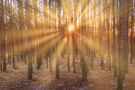 Sunbeams illuminating the trunks of pine trees at sunset or sunrise in an autumn or early winter pine forest.