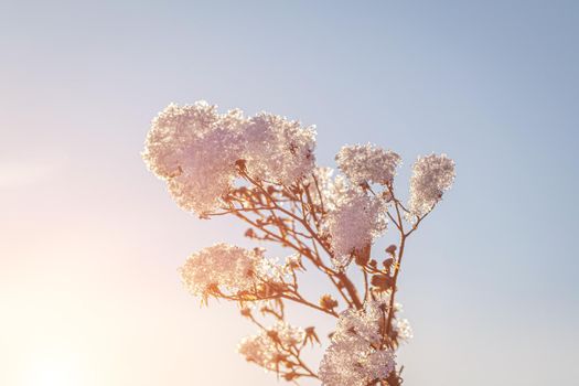 Dried flowers covered with snow and frost and illuminated by the sun at sunrise or sunset in winter.