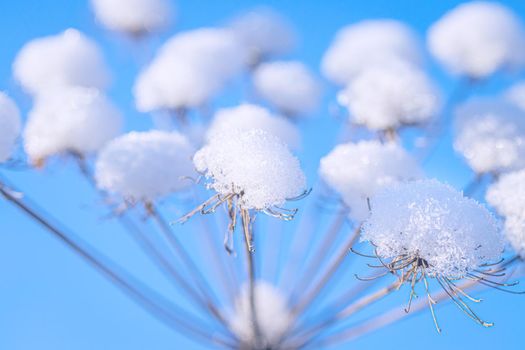 Dried flowers covered with snow and frost against a blue sky on a sunny day in winter.