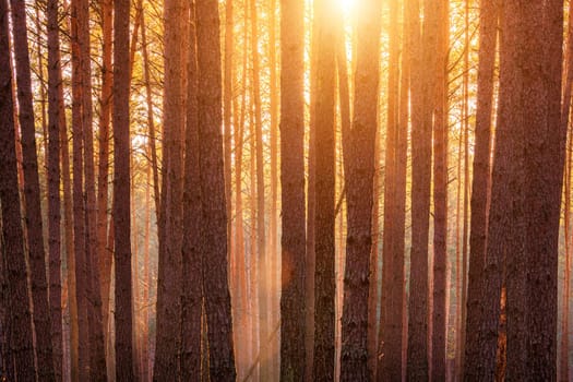 Sunbeams illuminating the trunks of pine trees at sunset or sunrise in an autumn or early winter pine forest.