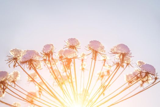 Dried flowers covered with snow and frost and illuminated by the sun at sunrise or sunset in winter.