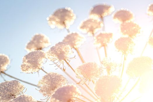 Dried flowers covered with snow and frost and illuminated by the sun at sunrise or sunset in winter.