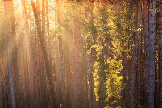 Sunbeams illuminating the trunks of pine trees at sunset or sunrise in an autumn or early winter pine forest.