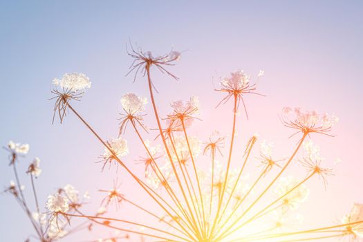 Dried flowers covered with snow and frost against a blue sky on a sunny day in winter.