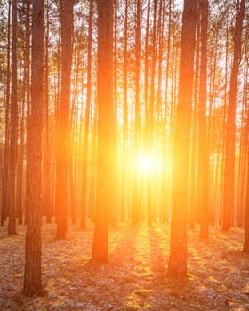 Sunbeams illuminating the trunks of pine trees at sunset or sunrise in an autumn or early winter pine forest.