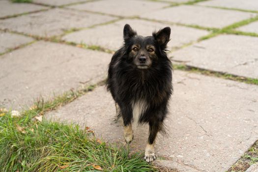 A black street homeless dog looks at a man waiting for food.