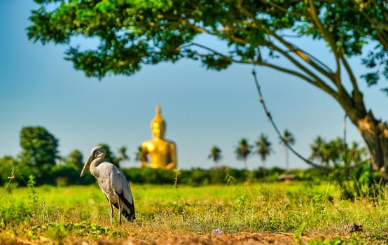 Grey egret bird stand in rice field with big buddha statue and big tree as background.