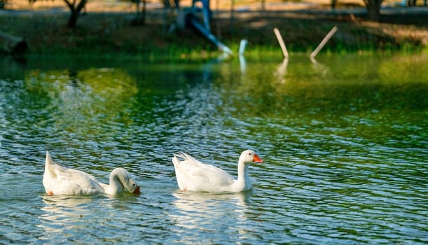 Group of white goose swim in the lake with day light and they look relax.