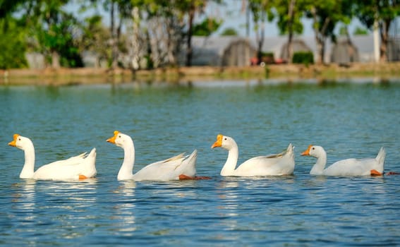 Group of white goose swim in the lake with day light and they look relax.