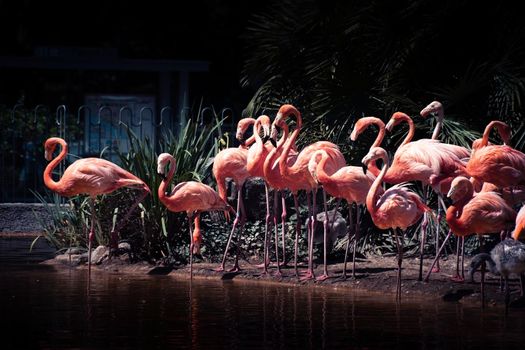 Flamand rose Palmyre zoo in Les Mathes France