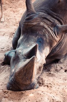 white rhinoceros Palmyre zoo in Les Mathes France