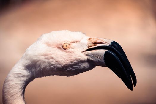 Flamand rose Palmyre zoo in Les Mathes France